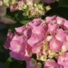 Hortensia Roze (Hydrangea 'Forever&Ever' Pink) -OL Planten Winkel hydrangea forever ever pink 5