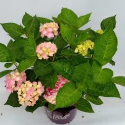 Hortensia Roze (Hydrangea 'Forever&Ever' Pink) -OL Planten Winkel hydrangea forever ever pink hoek 17 10