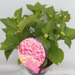 Hortensia Roze (Hydrangea 'Forever&Ever' Pink) -OL Planten Winkel hydrangea forever ever pink hoek bewerkt