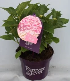 Hortensia Roze (Hydrangea 'Forever&Ever' Pink) -OL Planten Winkel hydrangea forever ever pink voor bewerkt 2