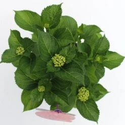 Hortensia Rood (Hydrangea 'Forever&Ever') -OL Planten Winkel hydrangea forever ever red boven bewerkt 1
