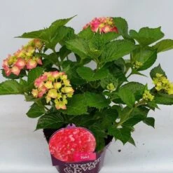 Hortensia Rood (Hydrangea 'Forever&Ever') -OL Planten Winkel hydrangea forever ever red hoek 17 10 1