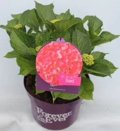 Hortensia Rood (Hydrangea 'Forever&Ever') -OL Planten Winkel hydrangea forever ever red voor bewerkt