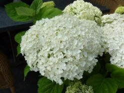 Hortensia (Hydrangea 'Strong Annabelle') -OL Planten Winkel hydrangea incrediball bloem 1