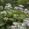 Hortensia (Hydrangea Involucrata) -OL Planten Winkel hydrangea involucrata 1