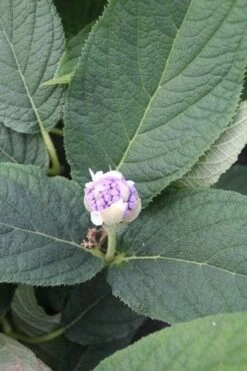 Hortensia (Hydrangea Involucrata) -OL Planten Winkel hydrangea involucrata 5 1