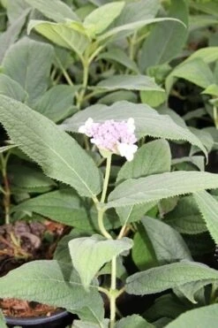 Hortensia (Hydrangea Involucrata) -OL Planten Winkel hydrangea involucrata 2 1