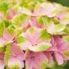 Hortensia (Hydrangea 'Magical Jewel Pink') -OL Planten Winkel hydrangea macr magical amethyst pink kopie 2