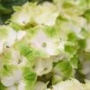 Hortensia (Hydrangea Magical Noblesse) -OL Planten Winkel hydrangea macr magical noblesse kopie 2