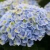 Hortensia (Hydrangea Magical Revolution Blue) -OL Planten Winkel hydrangea macr magical revolution blue kopie