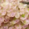 Hortensia (Hydrangea Magical Revolution Pink) -OL Planten Winkel hydrangea macr magical revolution pink 2