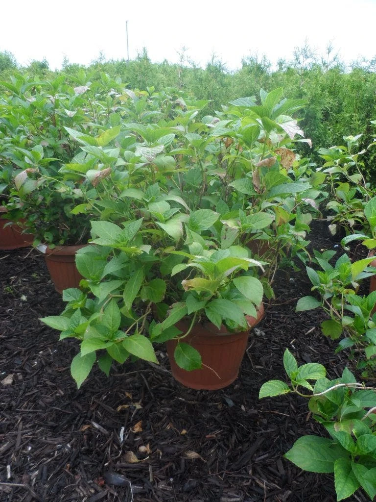 Hortensia (Hydrangea Macrophylla 'Soeur Therese') 5 Hortensia (Hydrangea Macrophylla 'Soeur Therese') - Afbeelding 3