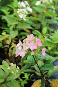 Pluimhortensia (Hydrangea Paniculata 'Dart's Little Dot') -OL Planten Winkel hydrangea pan. dart s little dot 1 1