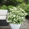 Hortensia (Hydrangea 'Prim White') -OL Planten Winkel hydrangea pan. prim white