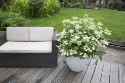 Hortensia (Hydrangea 'Prim White') -OL Planten Winkel hydrangea pan. prim white 2