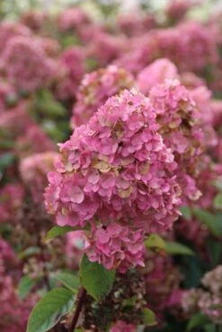 Pluimhortensia (Hydrangea Paniculata 'Sundae Fraise') -OL Planten Winkel hydrangea pan sundae fraise 2 2.5 frank elst 2
