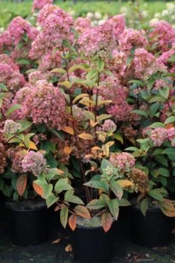 Pluimhortensia (Hydrangea Paniculata 'Sundae Fraise') -OL Planten Winkel hydrangea pan sundae fraise 3 2.5 frank elst 1