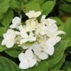 Pluimhortensia (Hydrangea Paniculata 'Dart's Little Dot') -OL Planten Winkel hydrangea paniculata darts little dot 1 2