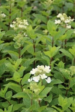 Pluimhortensia (Hydrangea Paniculata 'Dart's Little Dot') -OL Planten Winkel hydrangea paniculata darts little dot 2