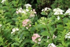 Pluimhortensia (Hydrangea Paniculata 'Dart's Little Dot') -OL Planten Winkel hydrangea paniculata darts little dot 3 2