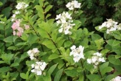 Pluimhortensia (Hydrangea Paniculata 'Dart's Little Dot') -OL Planten Winkel hydrangea paniculata darts little dot 4 1