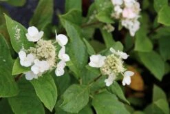 Pluimhortensia (Hydrangea Paniculata 'Dart's Little Dot') -OL Planten Winkel hydrangea paniculata darts little dot 5