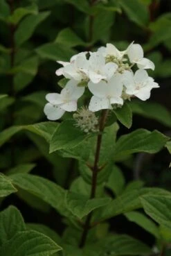 Pluimhortensia (Hydrangea Paniculata 'Dart's Little Dot') -OL Planten Winkel hydrangea paniculata darts little dot 6