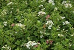 Pluimhortensia (Hydrangea Paniculata 'Dart's Little Dot') -OL Planten Winkel hydrangea paniculata darts little dot 7 1