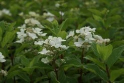 Pluimhortensia (Hydrangea Paniculata 'Dart's Little Dot') -OL Planten Winkel hydrangea paniculata darts little dot 8