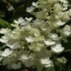 Pluimhortensia (Hydrangea Paniculata 'Dharuma') -OL Planten Winkel hydrangea paniculata dharuma 2 1