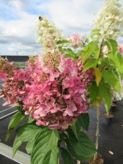 Pluimhortensia Op Stam (Hydrangea Paniculata 'Pinky Winky') -OL Planten Winkel hydrangea paniculata pinky winky 2 1 1
