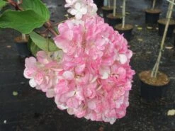 Pluimhortensia Op Stam (Hydrangea Paniculata 'Pinky Winky') -OL Planten Winkel hydrangea paniculata pinky winky 3