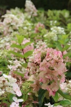 Pluimhortensia (Hydrangea Paniculata 'Unique') -OL Planten Winkel hydrangea paniculata unique 1 2