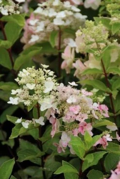 Pluimhortensia (Hydrangea Paniculata 'Unique') -OL Planten Winkel hydrangea paniculata unique 2 2