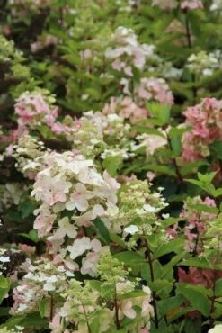Pluimhortensia (Hydrangea Paniculata 'Unique') -OL Planten Winkel hydrangea paniculata unique 3 2