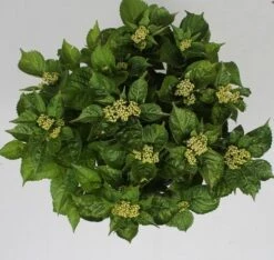 Hortensia Pink Pop (Hydrangea 'Music Collection') -OL Planten Winkel hydrangea pink pop c5 4