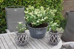 Hortensia (Hydrangea 'Prim White') -OL Planten Winkel hydrangea prim white 01