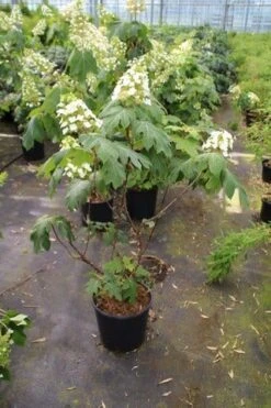 Eikenbladhortensia (Hydrangea Quercifolia) -OL Planten Winkel hydrangea quercifolia