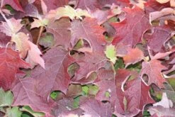 Eikenbladhortensia (Hydrangea Quercifolia) -OL Planten Winkel hydrangea quercifolia 1 1