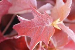 Eikenbladhortensia (Hydrangea Quercifolia) -OL Planten Winkel hydrangea quercifolia 2 1