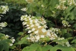 Eikenbladhortensia (Hydrangea Quercifolia) -OL Planten Winkel hydrangea quercifolia 2 1 1