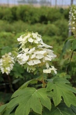 Eikenbladhortensia (Hydrangea Quercifolia) -OL Planten Winkel hydrangea quercifolia 3