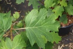 Eikenbladhortensia (Hydrangea Quercifolia) -OL Planten Winkel hydrangea quercifolia 4 1