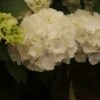 Hortensia (Hydrangea Macrophylla 'Schneeball') -OL Planten Winkel hydrangea schneeball 2 1 2