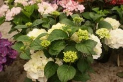 Hortensia (Hydrangea Macrophylla 'Schneeball') 5 Hortensia (Hydrangea Macrophylla 'Schneeball') -OL Planten Winkel hydrangea schneeball 1 1