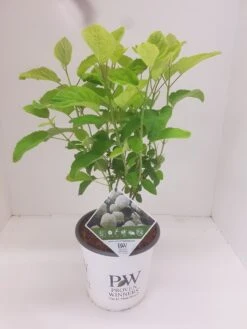 Hortensia (Hydrangea 'Strong Annabelle') -OL Planten Winkel hydrangea strong annabel 2