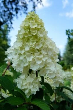 Pluimhortensia (Hydrangea Paniculata 'Sundae Fraise') -OL Planten Winkel hydrangea sundae fraise 01 2