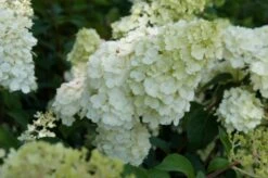 Pluimhortensia (Hydrangea Paniculata 'Sundae Fraise') -OL Planten Winkel hydrangea sundae fraise 02 2