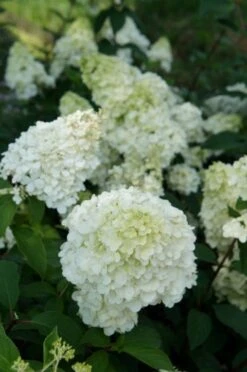 Pluimhortensia (Hydrangea Paniculata 'Sundae Fraise') -OL Planten Winkel hydrangea sundae fraise 03 2