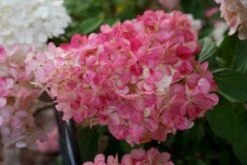 Pluimhortensia (Hydrangea Paniculata 'Sundae Fraise') -OL Planten Winkel hydrangea sundae fraise 03 middel 1